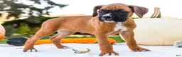 Boxer dogs for sale: Orlando Boxer - Ad 15