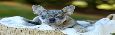 Copper - Blue Merle