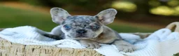 French Bulldog dogs for sale: Copper - Blue Merle - Ad 1