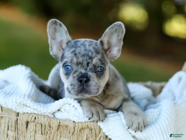 French Bulldog dogs for sale: Copper - Blue Merle - Ad 1