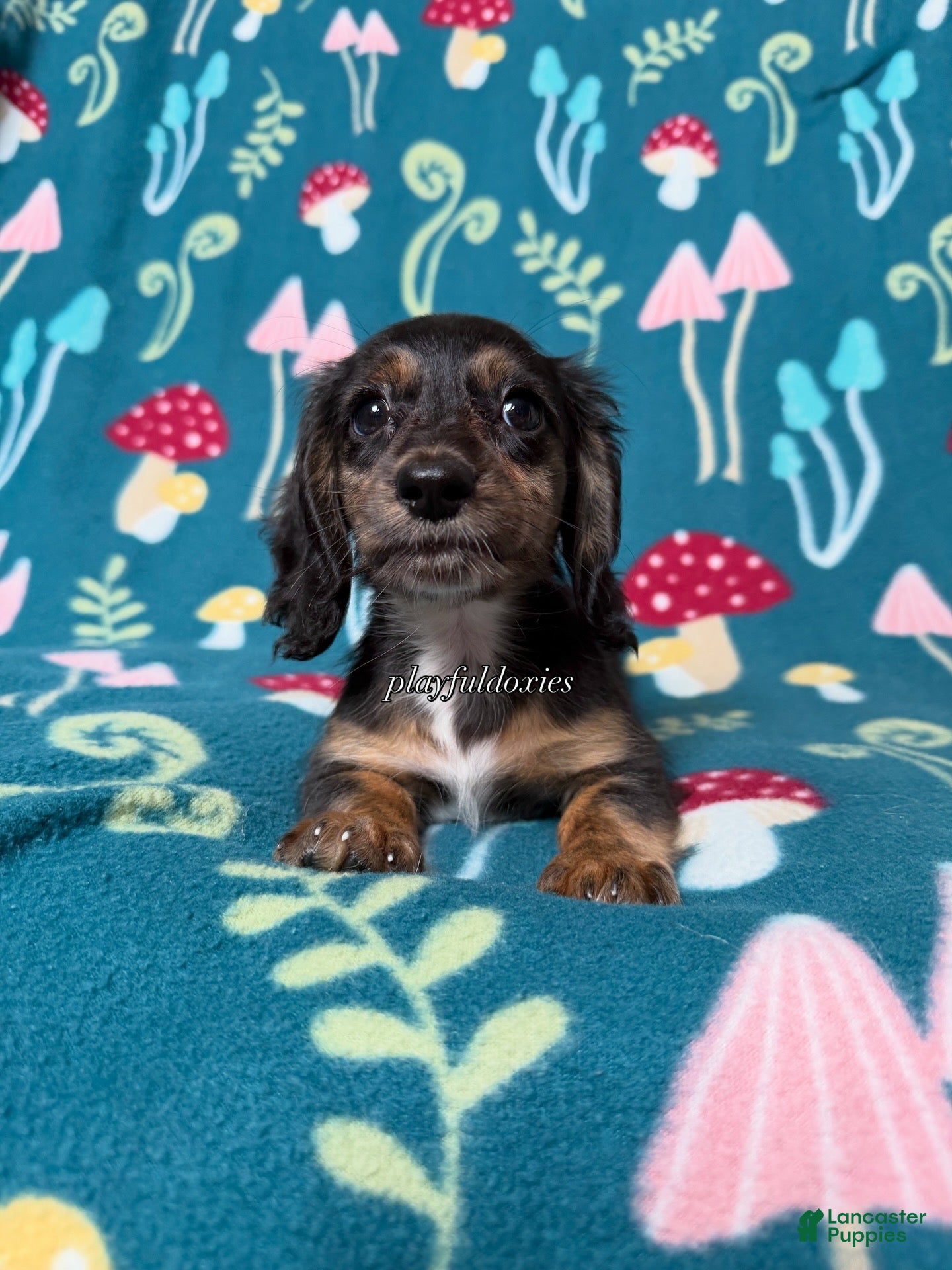 Miniature Dachshund dogs Ready now! Marbles - Dachshund Puppy Black & Tan Brindle Piebald Long Haired Female - Ad 2