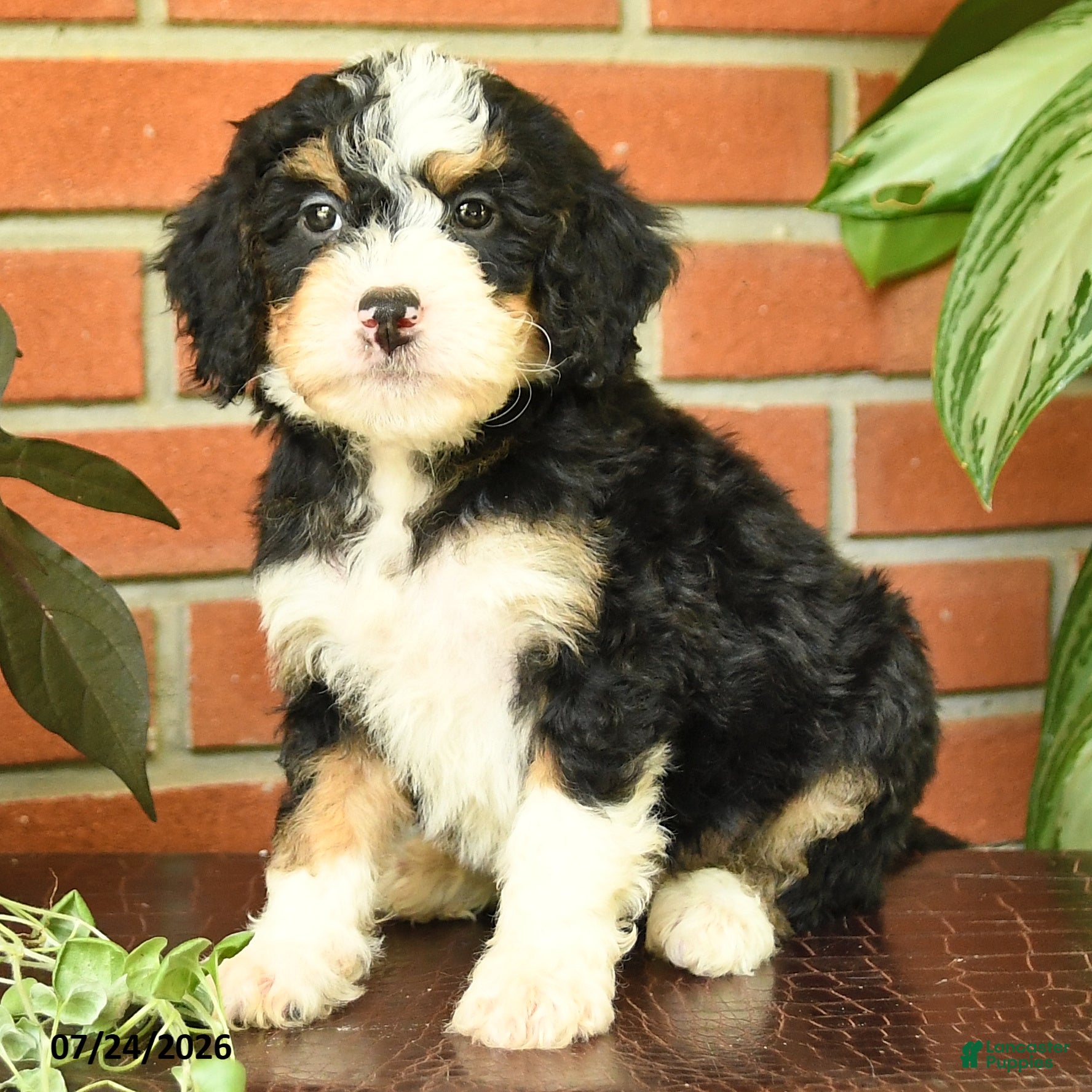 Bernedoodle dogs James   - Ad 1