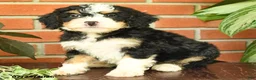 Bernedoodle dogs for sale: James   - Ad 4