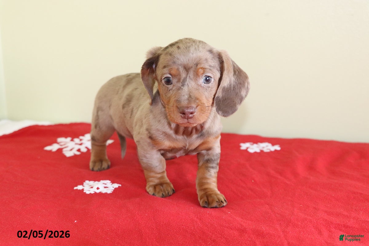 Miniature Dachshund dogs Tootsie - Ad 2