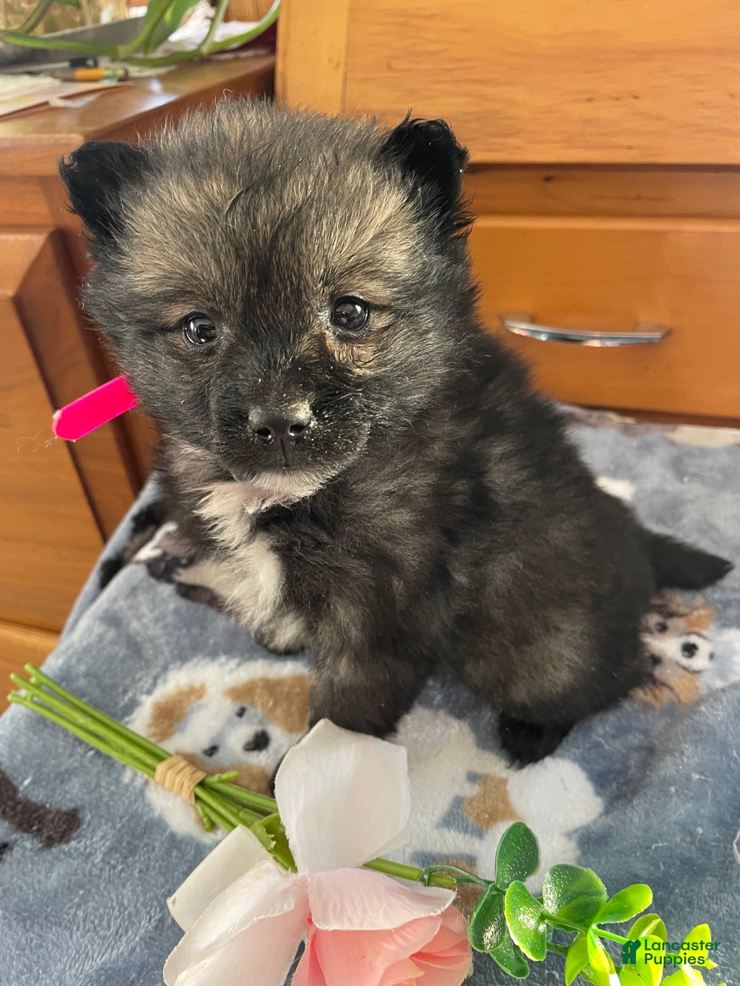 Pomeranian dogs for sale: Polly - Ad 4
