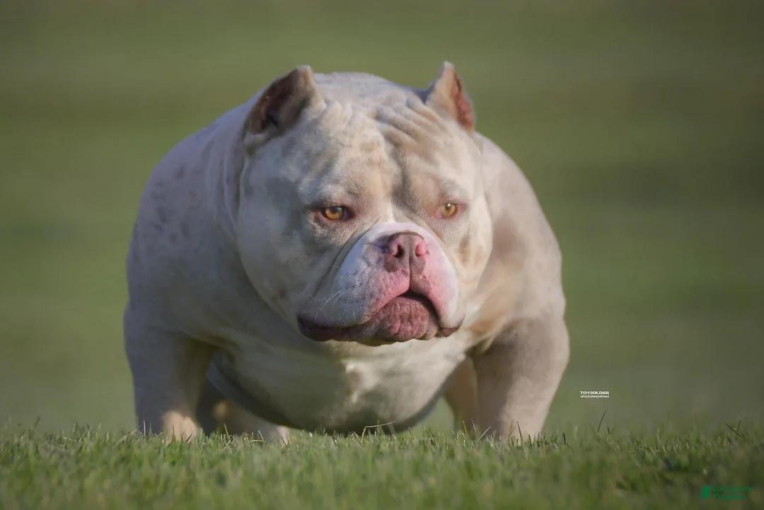American Bully dogs for sale: American Bully Puppy 1 - Ad 18