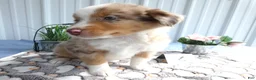 Miniature Australian Shepherd dogs for sale: Miniature Australian Shepherd 4 Myron - Ad 3