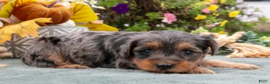 Roxie