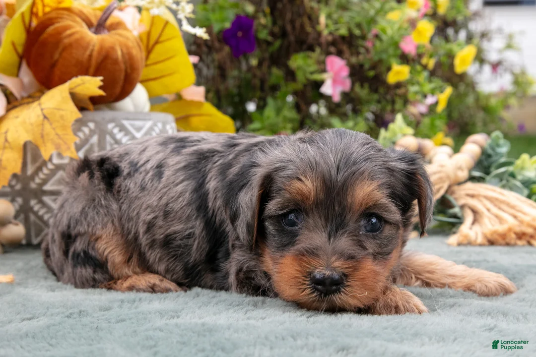 Yorkiepoo dogs for sale: Roxie - Ad 1