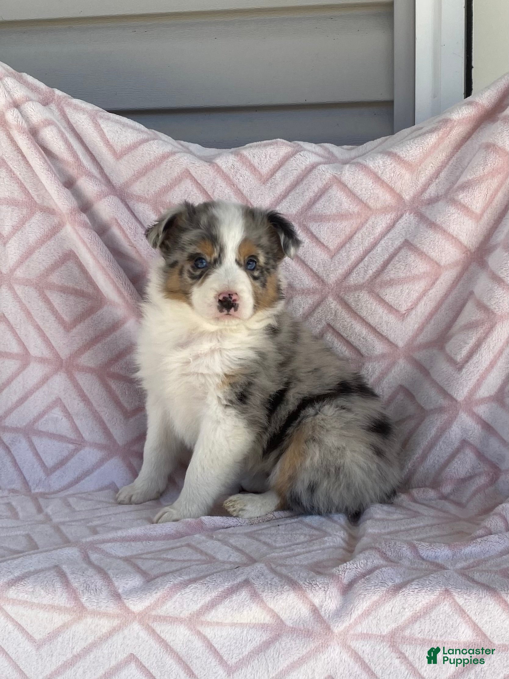 Australian Shepherd dogs Australian Shepherd Puppy 6 - Ad 1