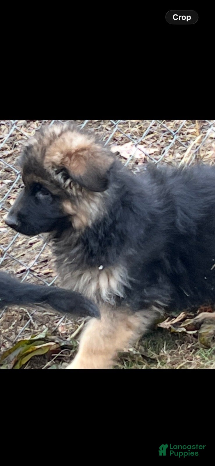 German Shepherd dogs for sale: Milan - Ad 2