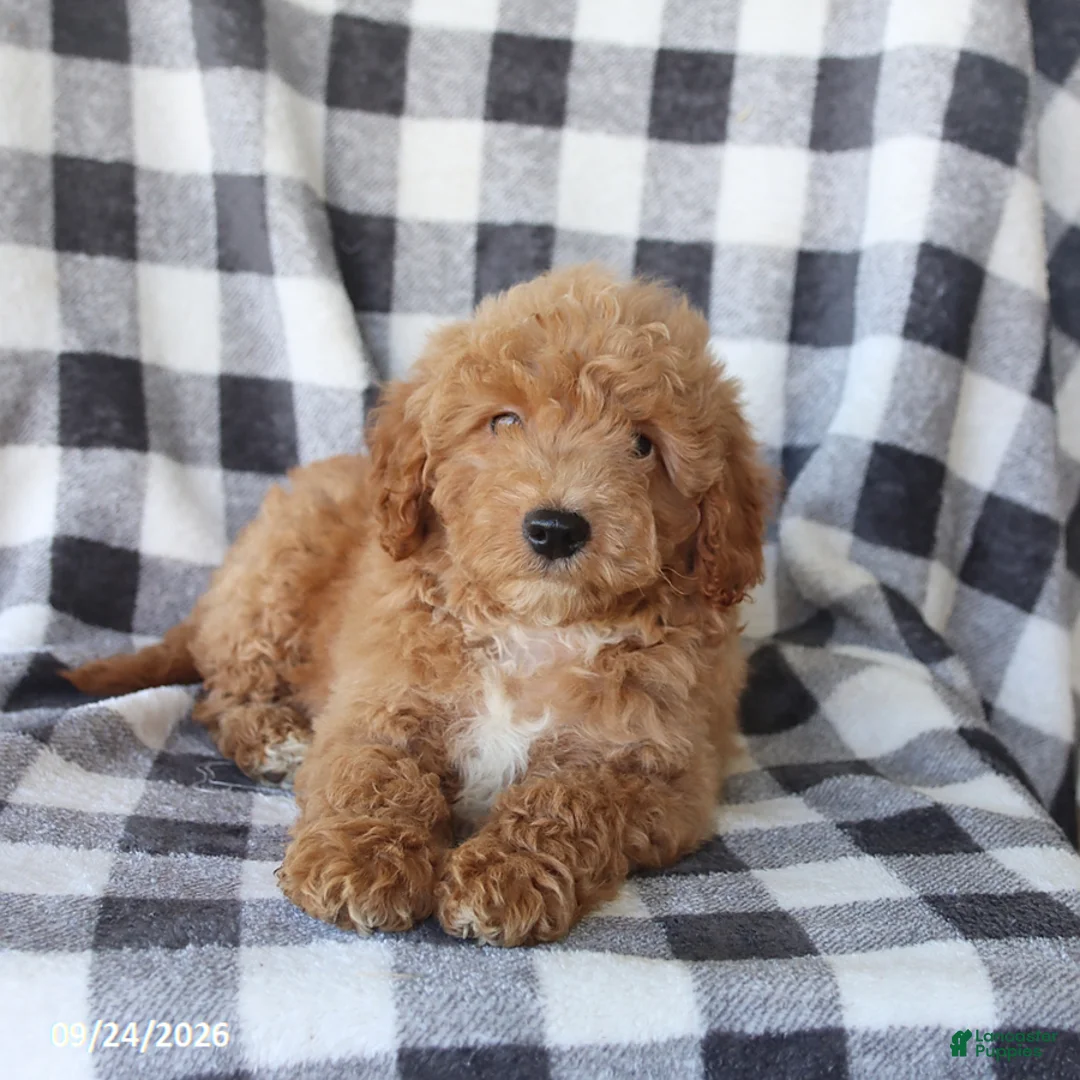 Miniature Poodle dogs for sale: Rusty - Ad 1