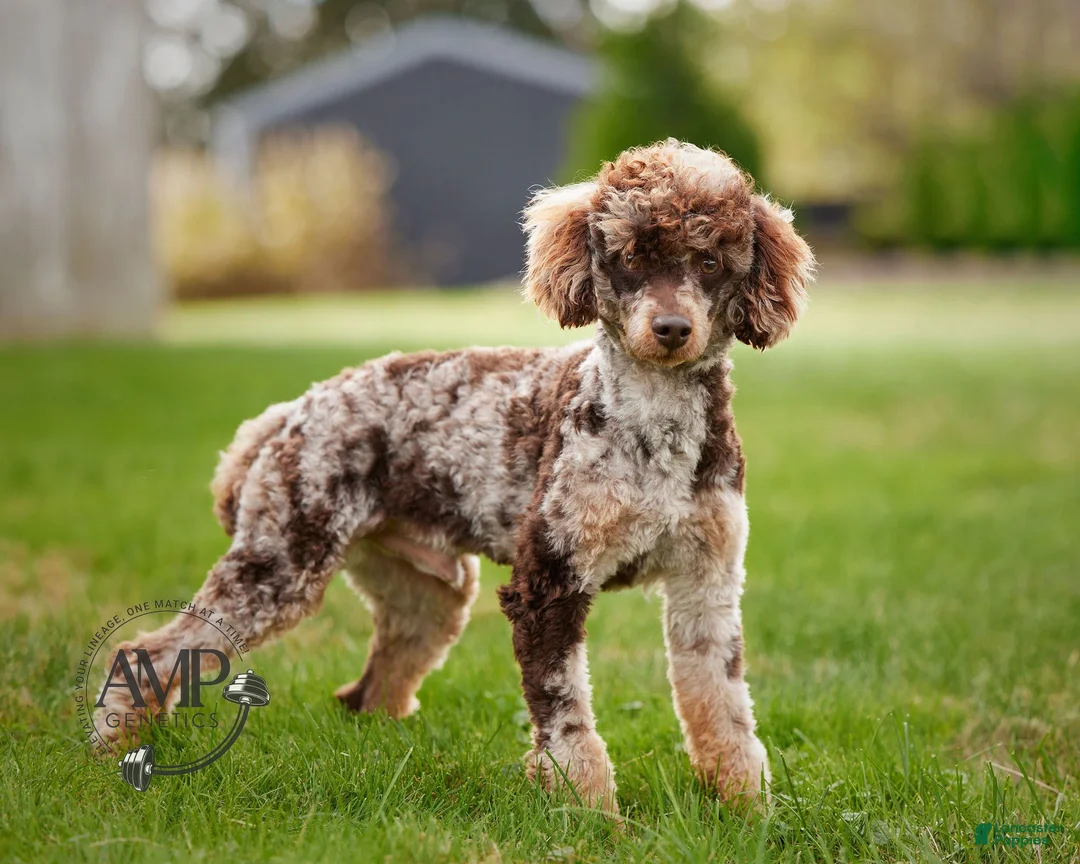 Mini Goldendoodle dogs for sale: Mr Miko (Mini) - Ad 7