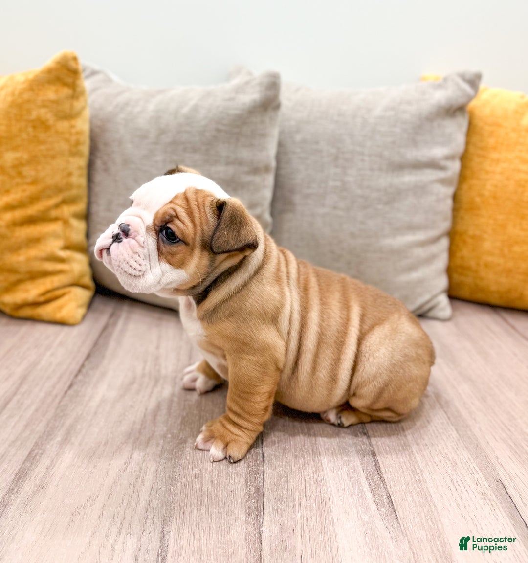 English Bulldog dogs for sale: Rocky - Ad 3