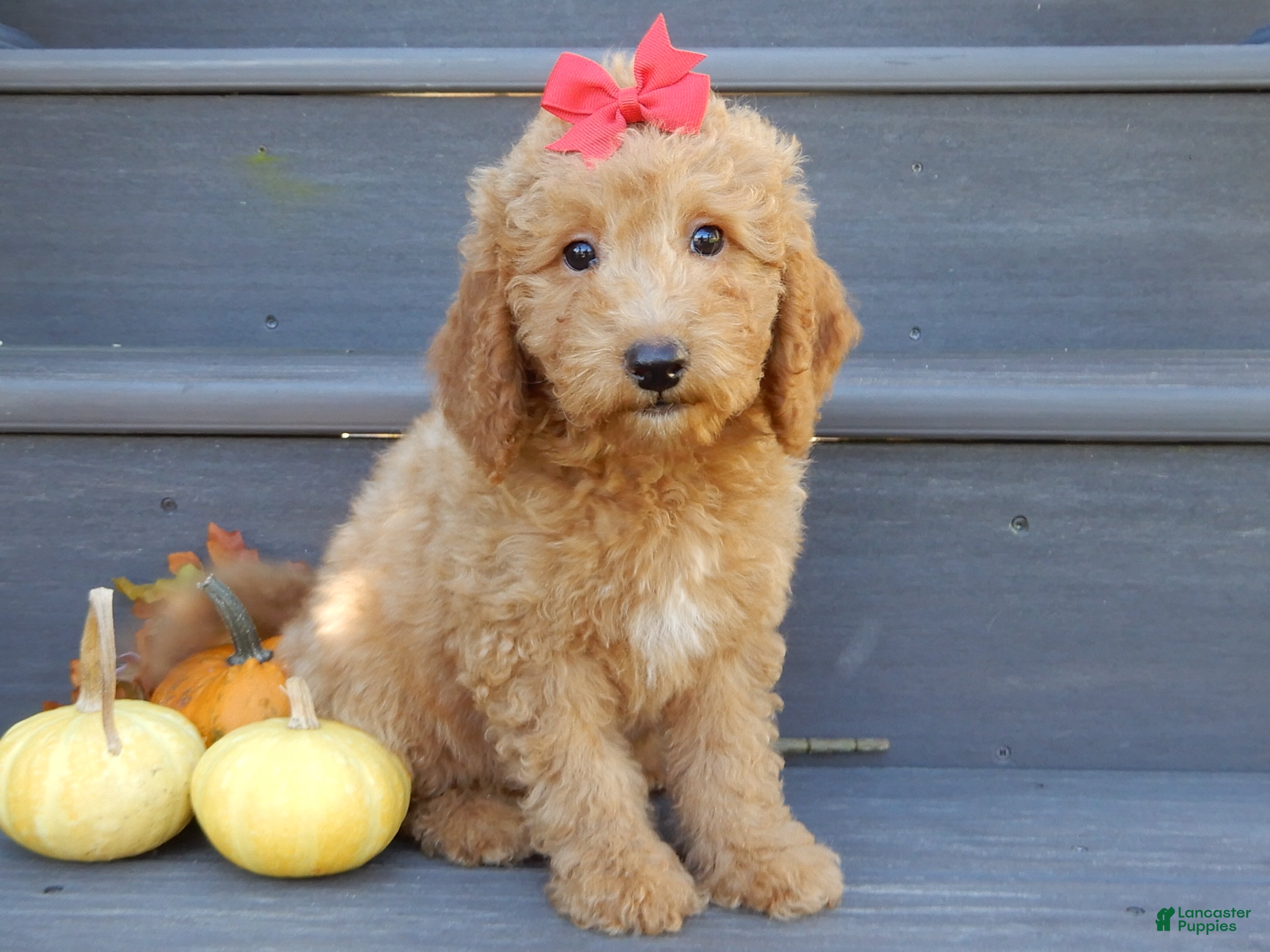 Mini Goldendoodle dogs Zara - Ad 2
