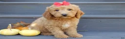 Mini Goldendoodle dogs for sale: Zara - Ad 2