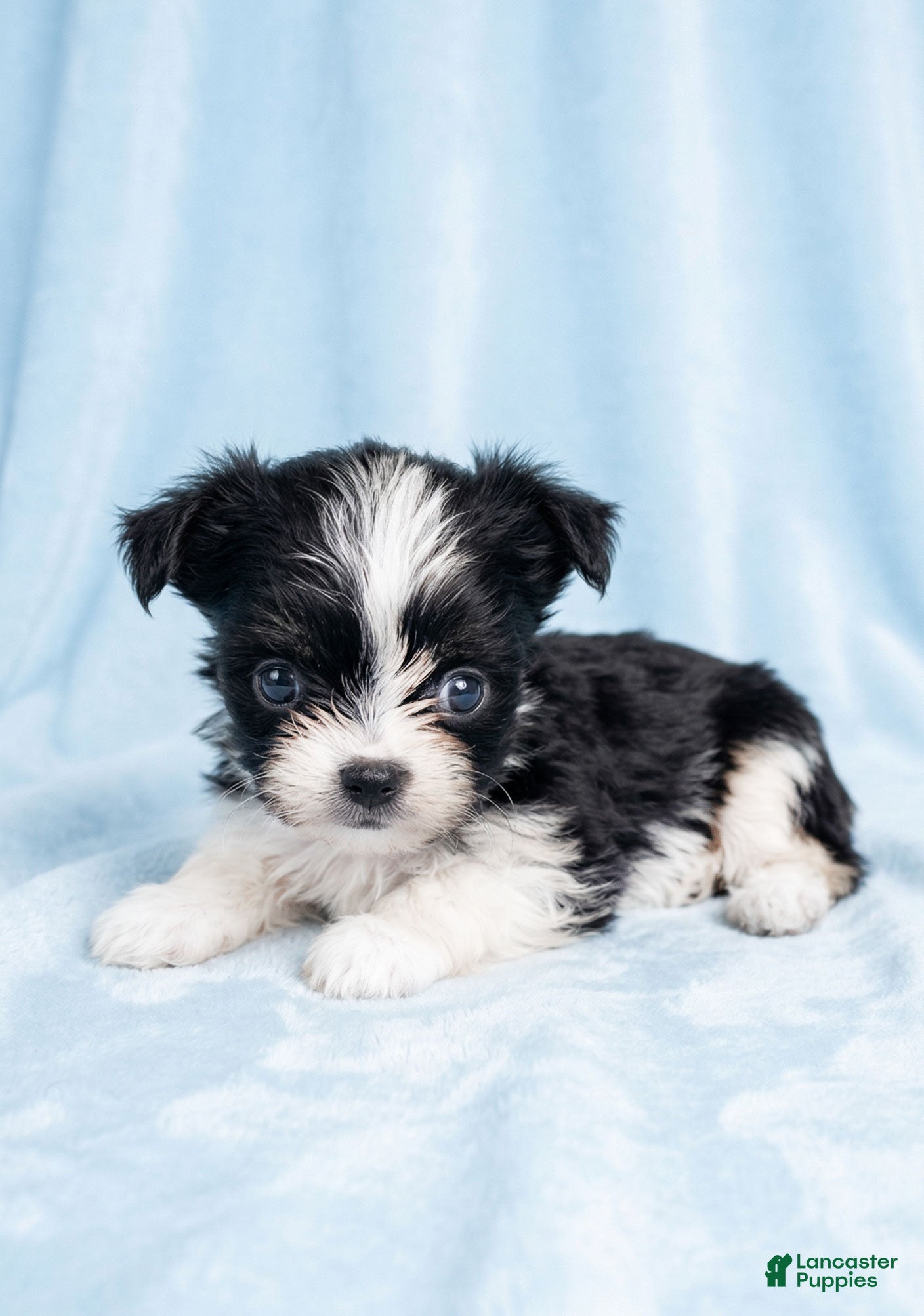 Mixed Breed dogs Toby - Ad 1