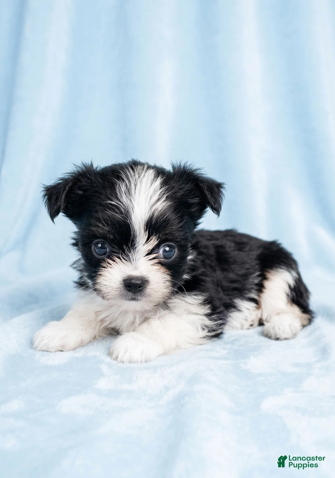 Mixed Breed dogs for sale: Toby - Ad 1