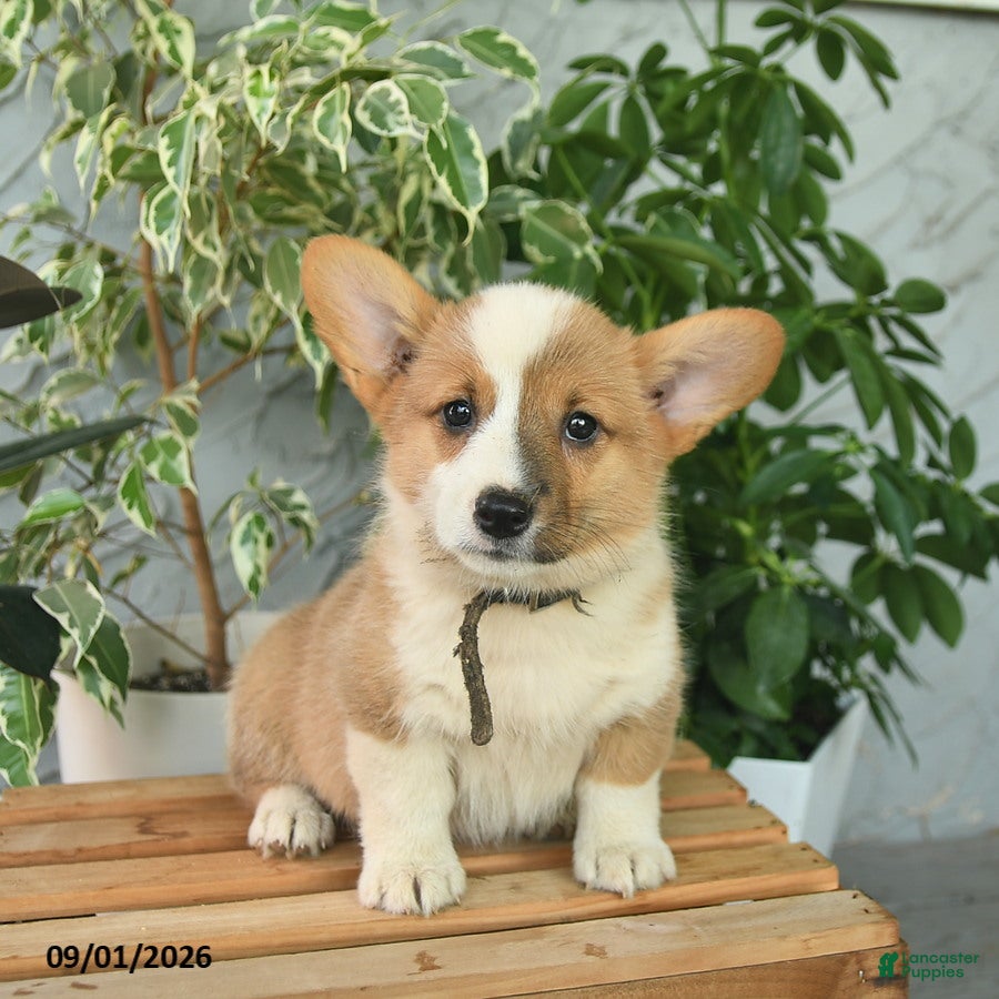 Welsh Corgi Pembroke dogs Hilda  - Ad 1