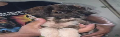 Mixed Breed 3