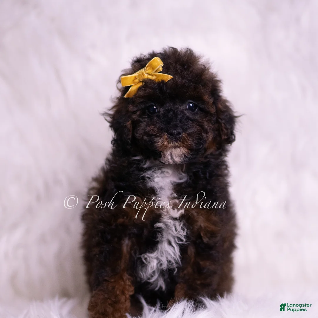 Toy Poodle dogs for sale: Lukie - Ad 5