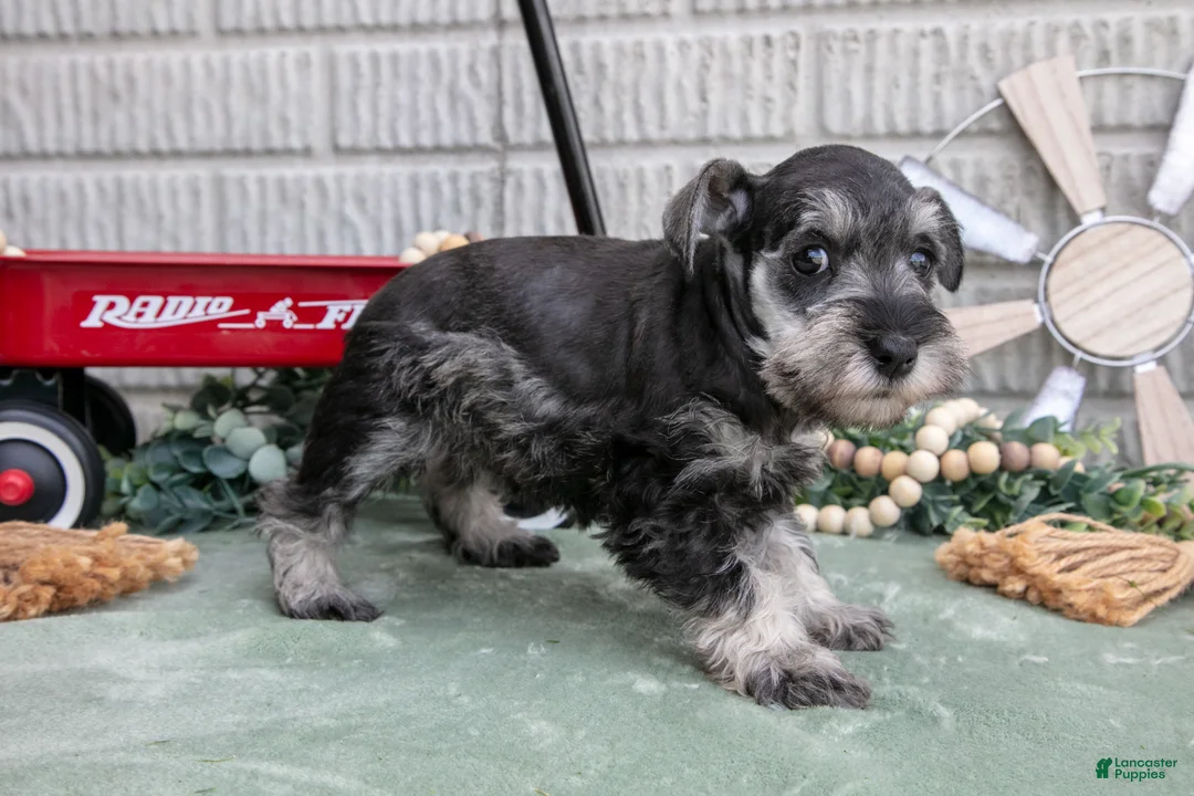 Miniature Schnauzer dogs for sale: Crystal - Ad 3