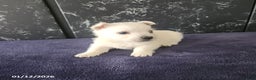 West Highland Terrier dogs for sale: Max - Ad 4