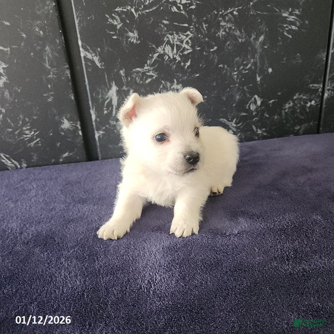 West Highland Terrier dogs for sale: Max - Ad 4