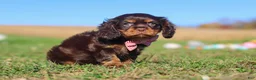 Cavalier King Charles Spaniel dogs for sale: Cooper - Ad 12