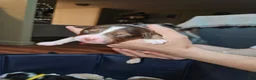 Miniature Australian Shepherd dogs for sale: Bentley  - Ad 1