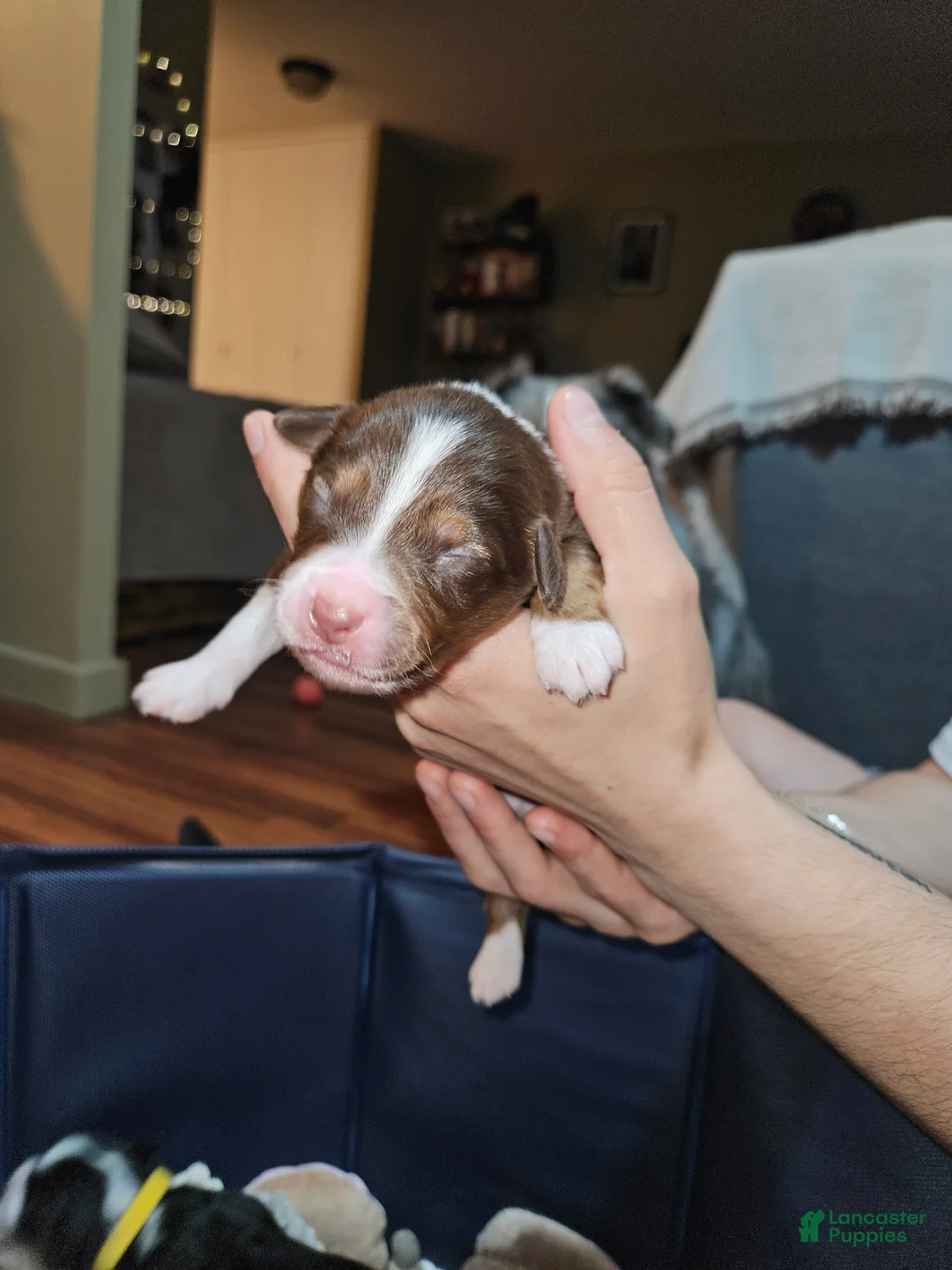 Miniature Australian Shepherd dogs for sale: Bentley  - Ad 1