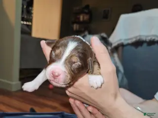 Miniature Australian Shepherd dogs Bentley - Ad 6