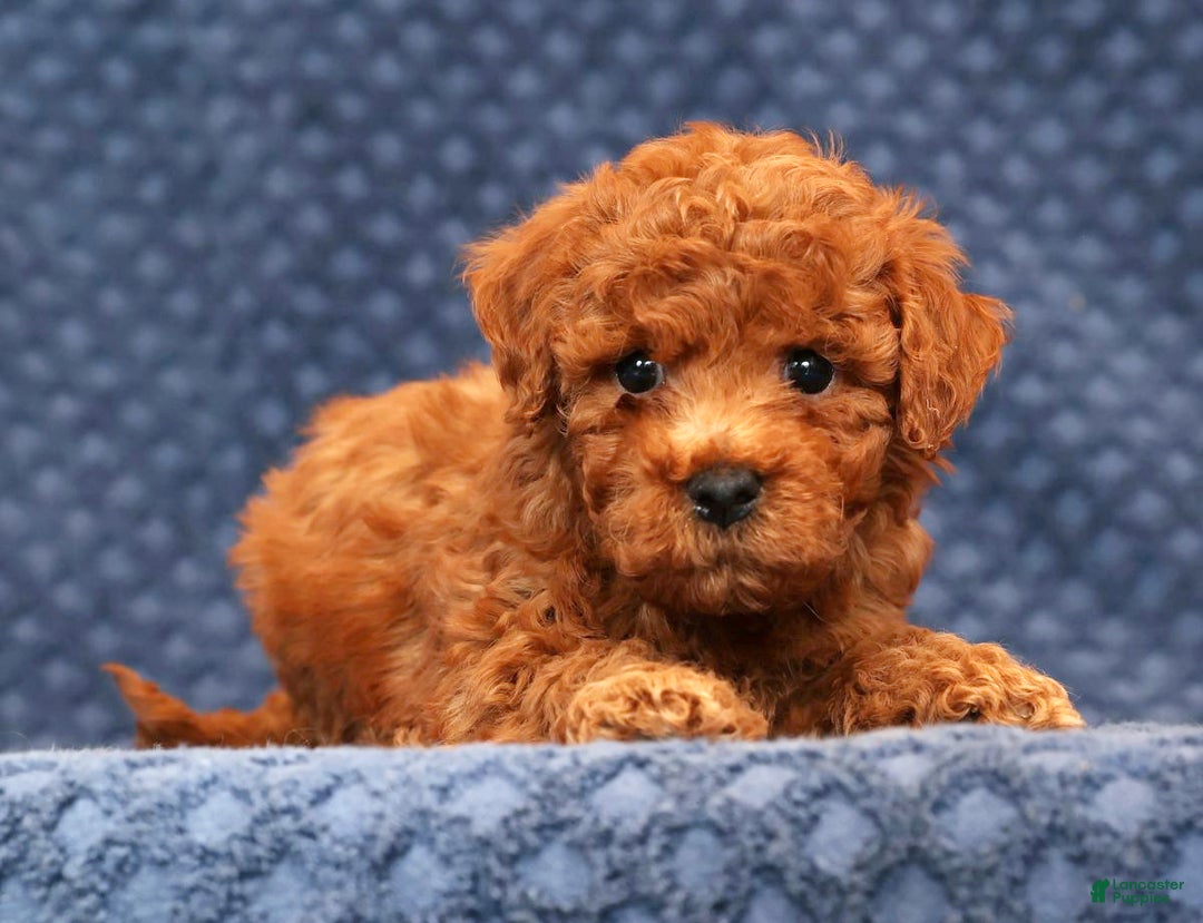 Bichpoo dogs for sale: Elliot - Ad 2