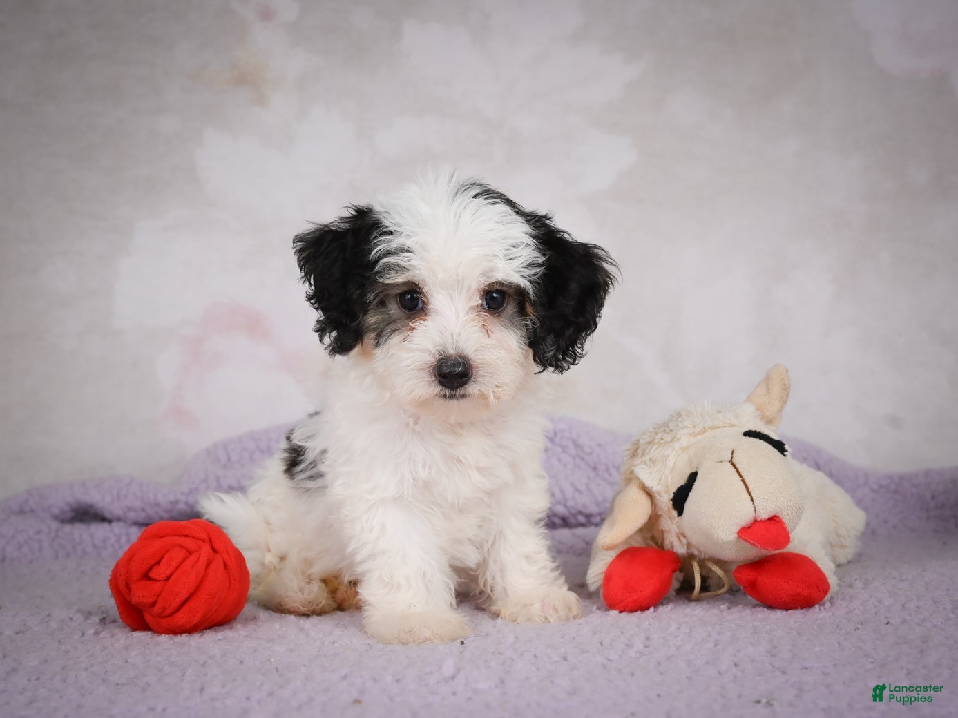 Mini Bernedoodle dogs Macky - Ad 1