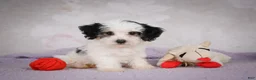 Mini Bernedoodle dogs for sale: Macky - Ad 1