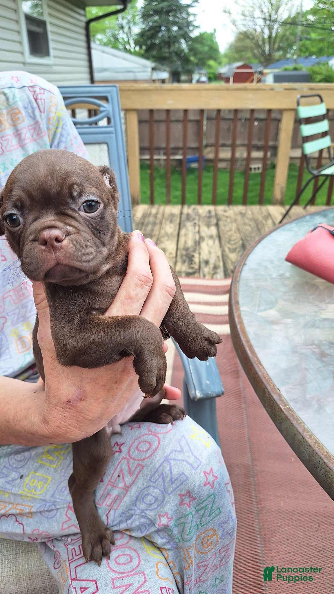 Mixed Breed dogs for sale: Ginger - Ad 3