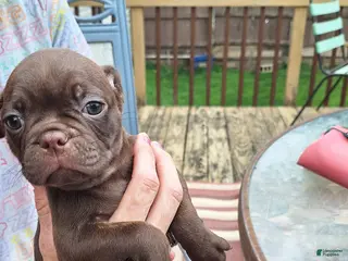 Mixed Breed dogs for sale: Ginger - Ad 3