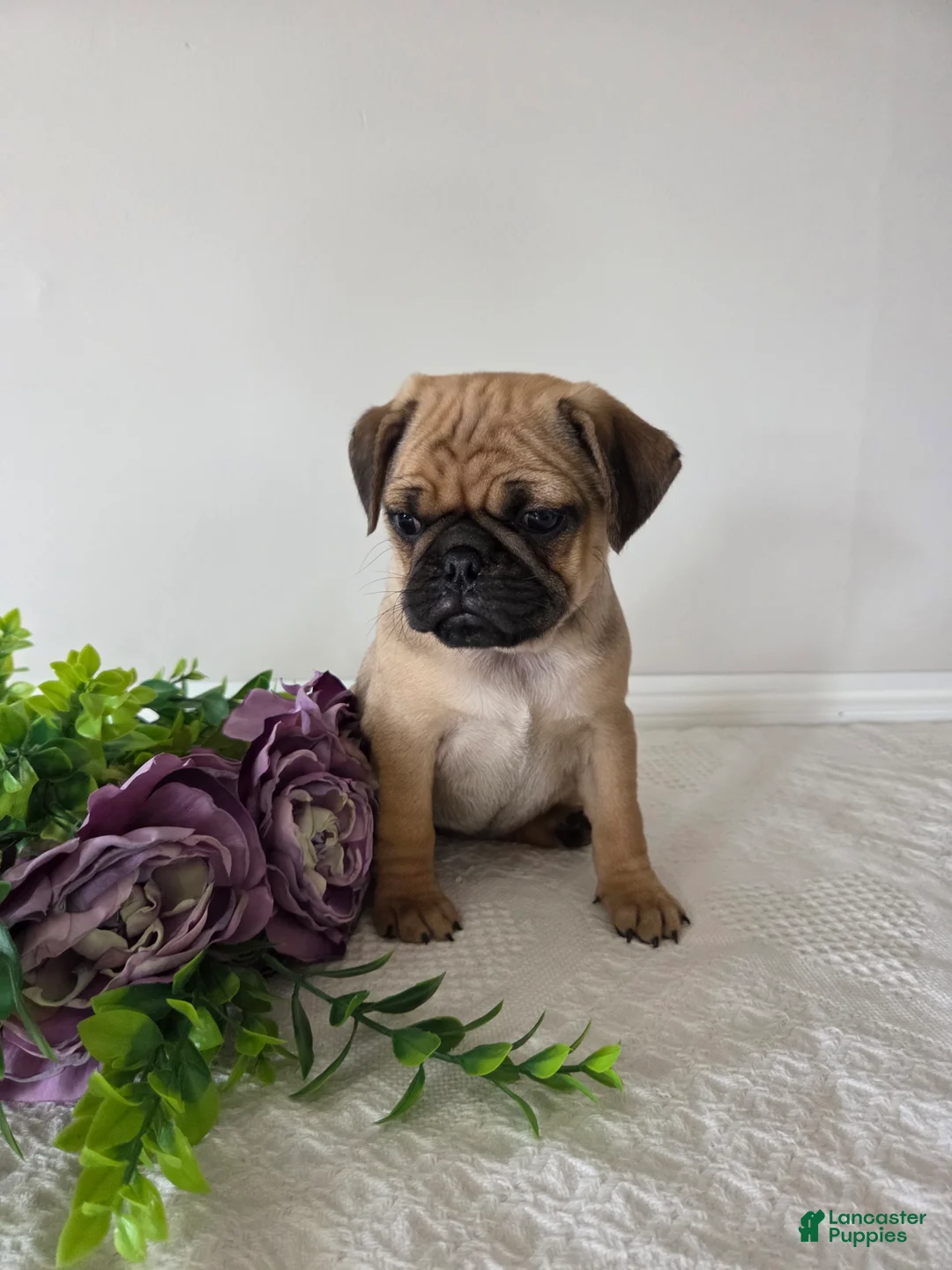 Puggle dogs for sale: Sunshine  - Ad 1