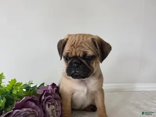 Puggle dogs for sale: Sunshine - Ad 1