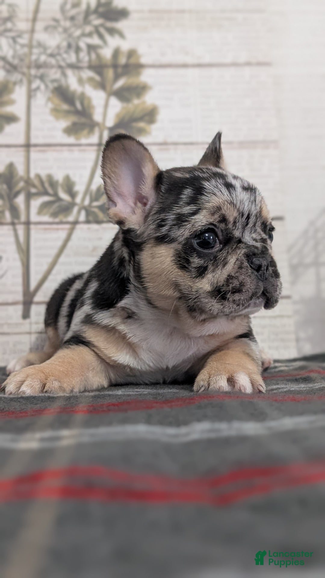 French Bulldog dogs for sale: Shiloh - Ad 12