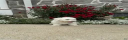 Bichon Frise dogs for sale: Ennis - Ad 3