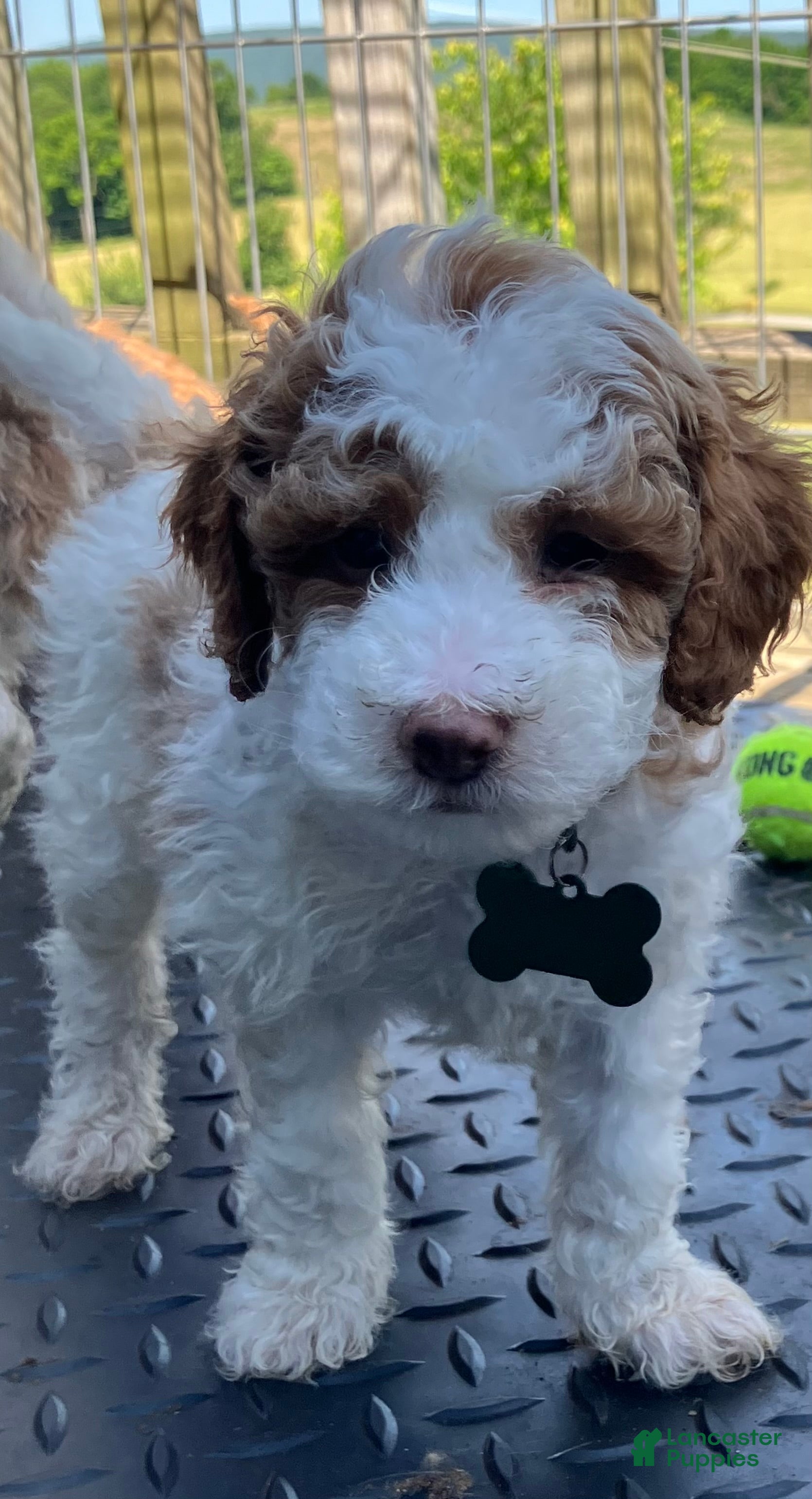 Miniature Poodle dogs Creme - Ad 8