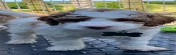 Miniature Poodle dogs for sale: Creme - Ad 1