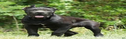 Cane Corso dogs for sale: Cane Corso Male - Ad 1