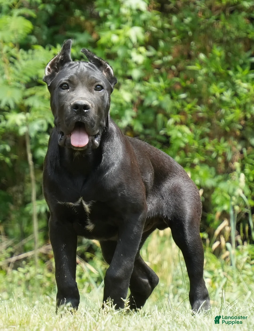Cane Corso dogs for sale: Cane Corso Male - Ad 1