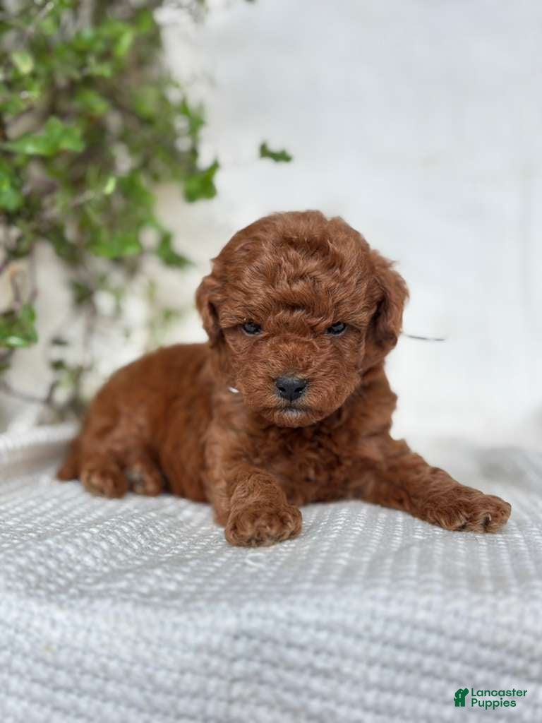 Mini Goldendoodle dogs Mini Goldendoodle 4 - Ad 1