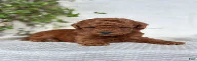 Mini Goldendoodle 4