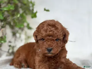 Mini Goldendoodle dogs for sale: Mini Goldendoodle 4 - Ad 4