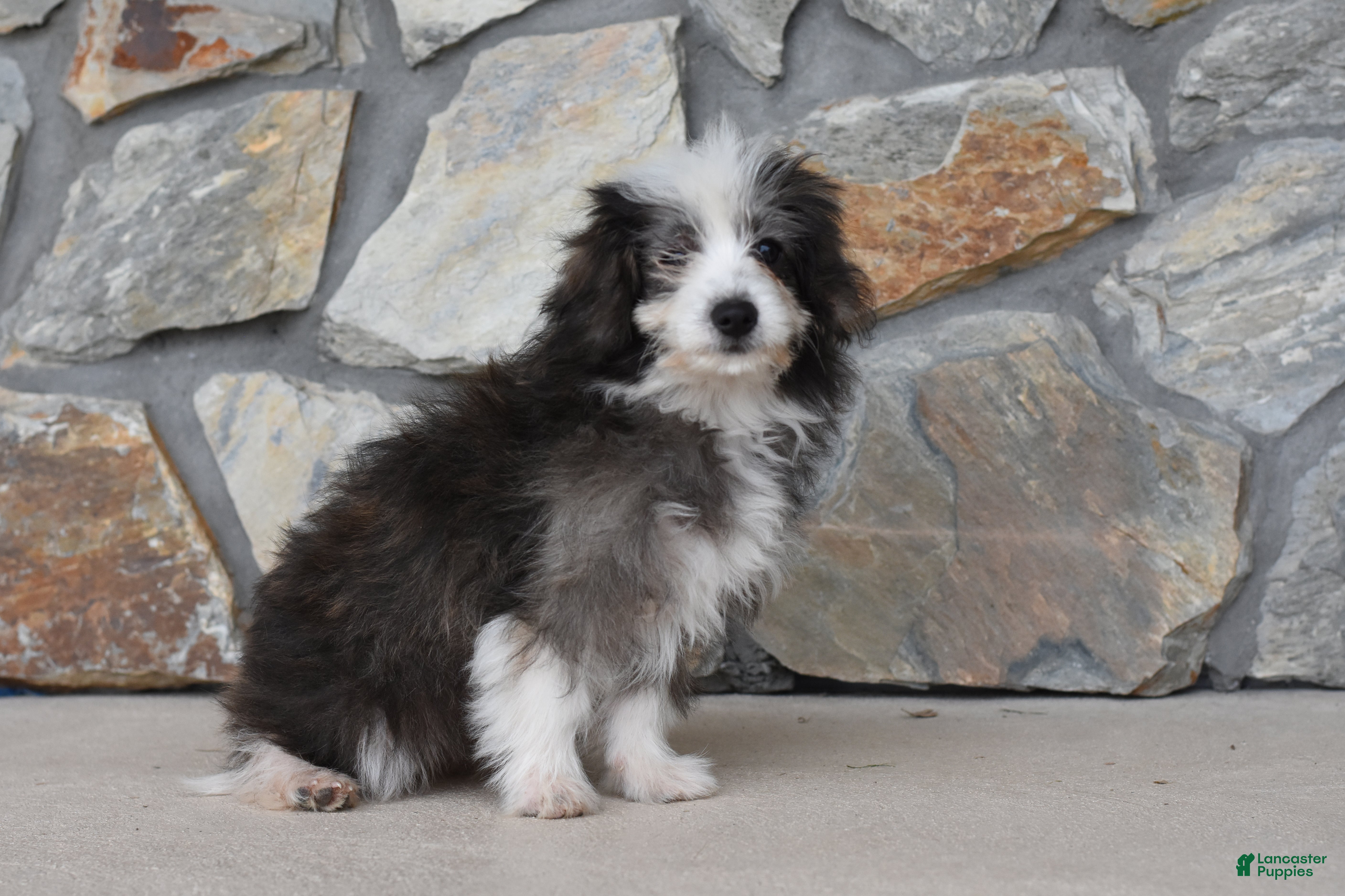 Corgipoo dogs Sophie - Ad 2