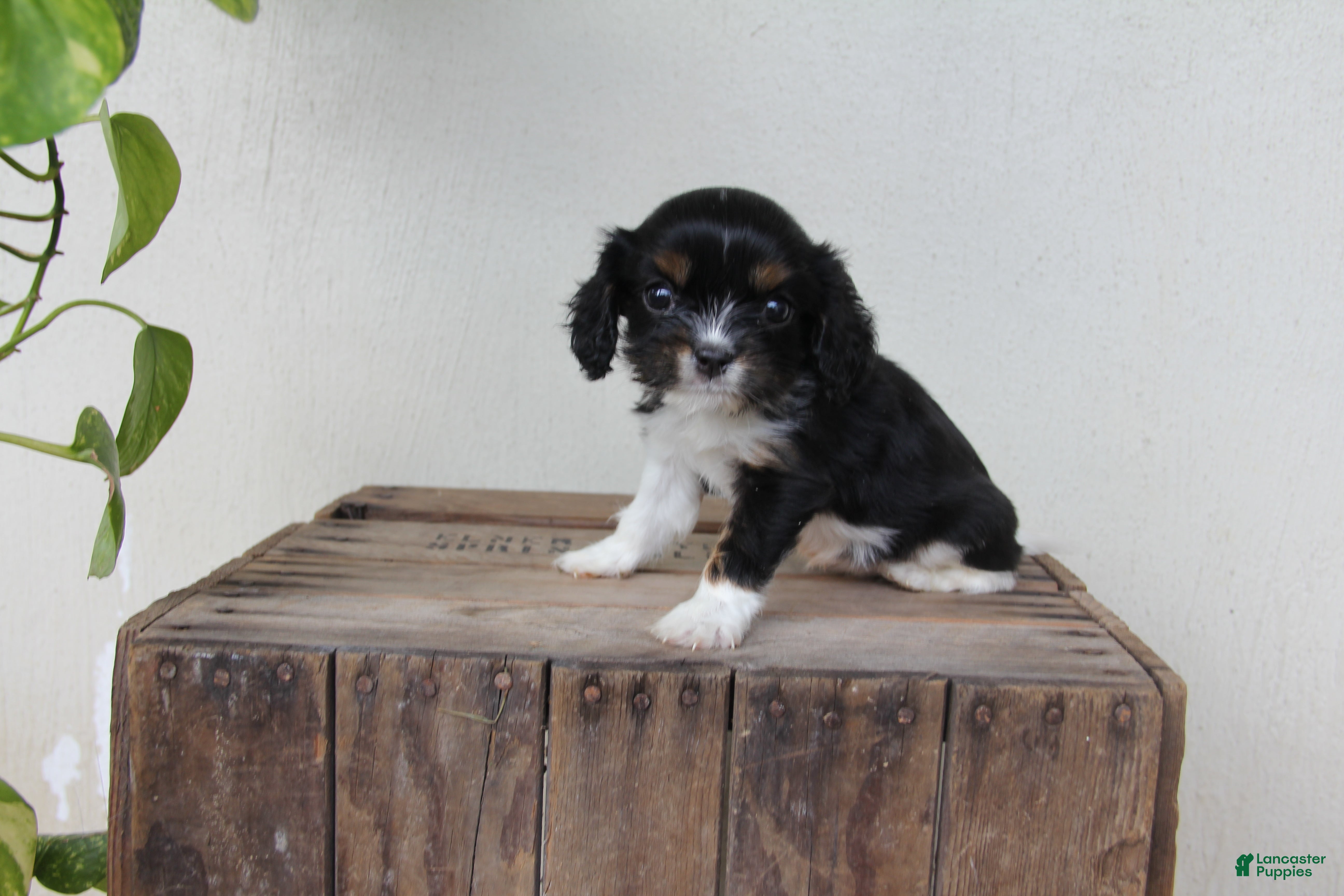 Cavalier King Charles Spaniel dogs for sale: Oreo - Ad 1